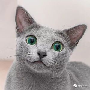 Meet your Posher, Ying